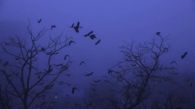 Alacakaranlıkta ağaçtan uçan kargalar
