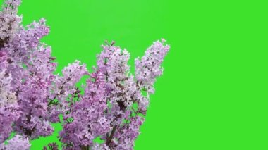 Yeşil ekranda leylak çiçekleri 