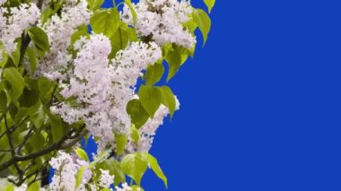  Mavi ekranda leylak çiçekleri