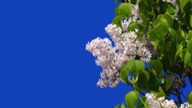  Mavi ekranda leylak çiçekleri