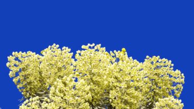 Mavi bir ekranda öforbi