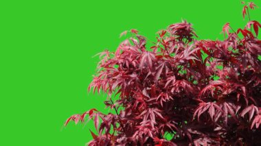 Yeşil ekranda Acer palmatum 