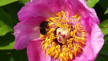 Yabanarısı şakayık yapraklarında nektar toplar, yavaş çekimde.