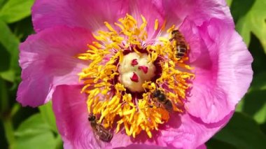 Arılar şakayık çiçekleri yavaş çekimde nektar toplarlar.