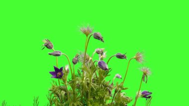 Arılar, yeşil ekran çiçeğinin yavaş çekimde izole edilmiş, uykulu bir çimende nektar toplarlar.