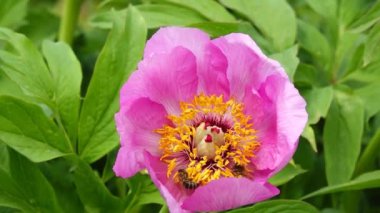 Arılar şakayık çiçekleri yavaş çekimde nektar toplarlar.