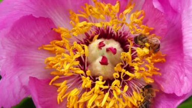 Arılar şakayık çiçekleri yavaş çekimde nektar toplarlar.