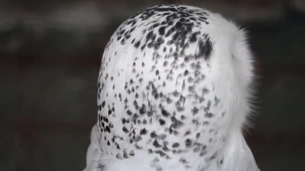 Kafasını Bulanık Arkaplana Çeviren Karlı Baykuşu Kapat — Stok video