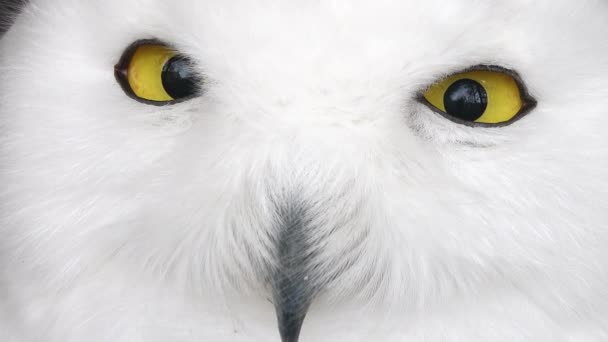 Kafasını Bulanık Arkaplana Çeviren Karlı Baykuşu Kapat — Stok video