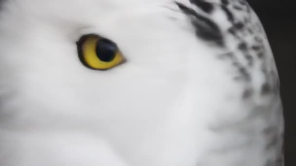 Karlı Baykuşun Kafasının Bulanık Arka Planda Yavaş Çekimde Dönmesine Yakınlaş — Stok video