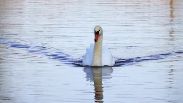 Прекрасный Белый Лебедь Плавает Озере — стоковое видео