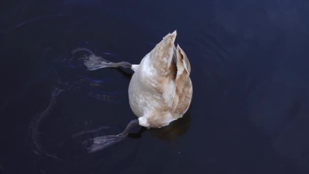 白い白鳥が湖で食べ物を求めて飛び込み — ストック動画