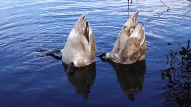 若い白鳥の家族が湖で自分たちの食べ物のためにダイビングや採餌をし — ストック動画