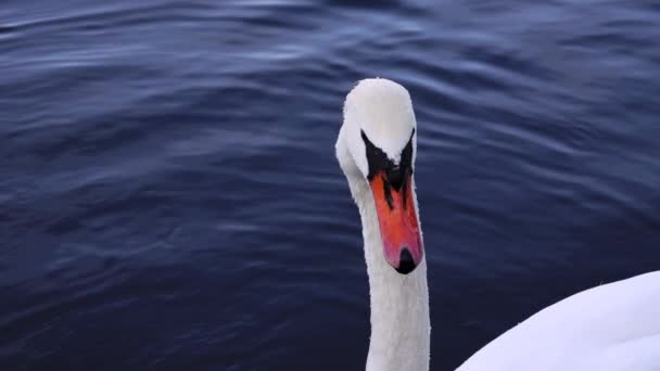 在蓝水的背景下 白天鹅靠得很近 慢动作 — 图库视频影像