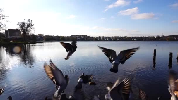 Holubi Létají Nad Jezerem Městě Hrdličky Roztaženými Křídly Zpomalený Pohyb — Stock video