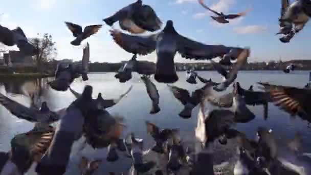 Pigeons Fly Lake City Doves Outstretched Wings Slow Motion — Stock Video