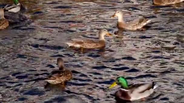 Dzikie Kaczki Pływają Wodzie Zwolniony Ruch — Wideo stockowe