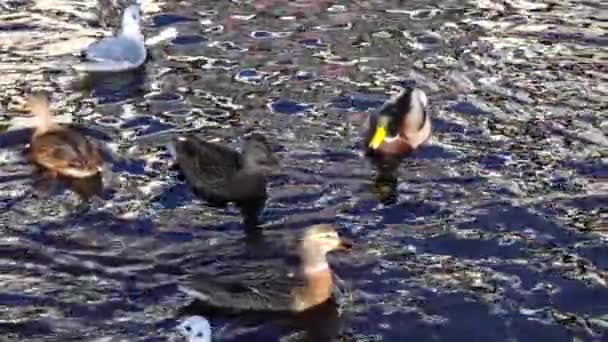Dzikie Kaczki Pływają Wodzie Zwolniony Ruch — Wideo stockowe