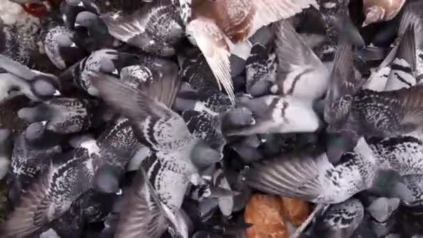 Övervintrande Fåglar Staden Duvor Som Slåss Mat Slow Motion — Stockvideo