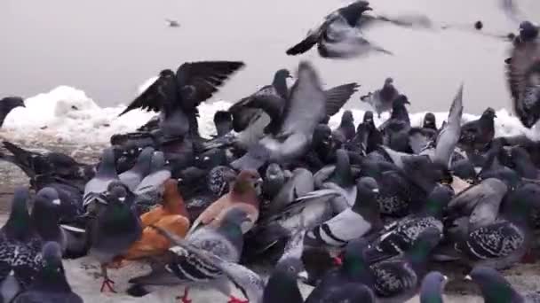 Wintering Birds City Pigeons Fighting Food Slow Motion — Stock Video