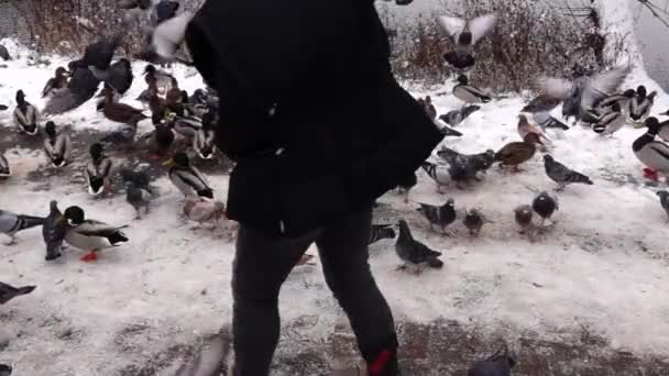 소녀는 비둘기를 가방을 흔들어 댑니다 도시에서 겨울을 — 비디오