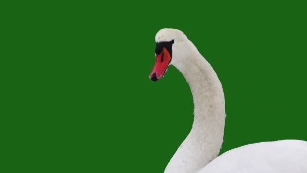 White Swan Close Green Screen Slow Motion — Stock Video