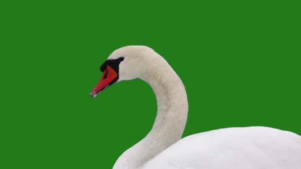 白い白鳥は緑色の画面で閉じます スローモーション — ストック動画