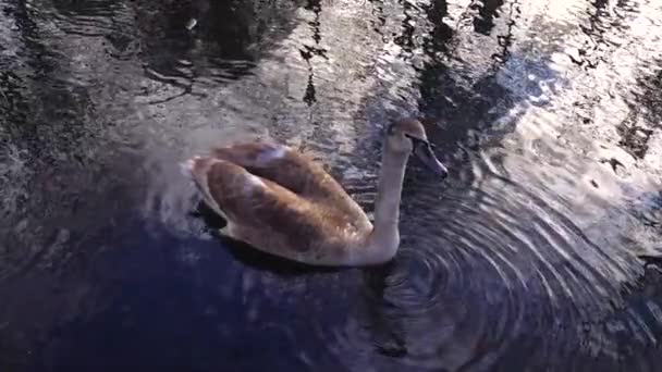 若い美しい白い白鳥がゆっくりと水面に浮かび — ストック動画