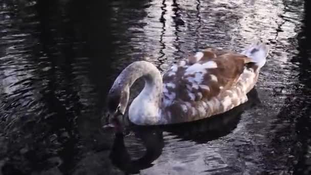 Jovem Bonito Cisne Branco Flutua Água Câmera Lenta — Vídeo de Stock