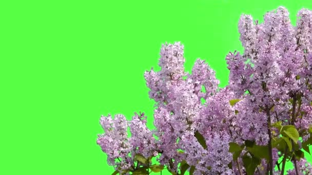 Lila Blommor Grön Skärm — Stockvideo