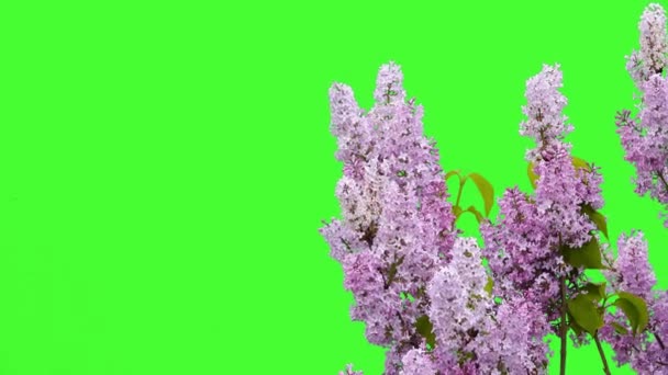 Flores Lilás Uma Tela Verde — Vídeo de Stock