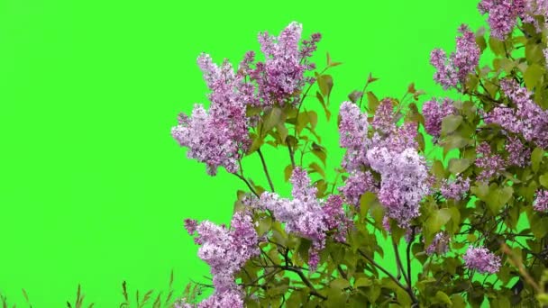 Lila Blommor Grön Skärm — Stockvideo