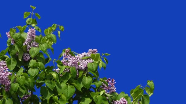 Квіти Бузку Синьому Екрані — стокове відео