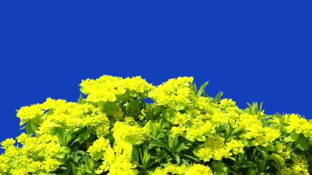 Euphorbia Epithymoides Blå Skärm — Stockvideo