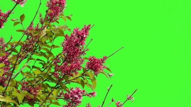 Euphorbia Epithymoides Uno Schermo Blu — Video Stock