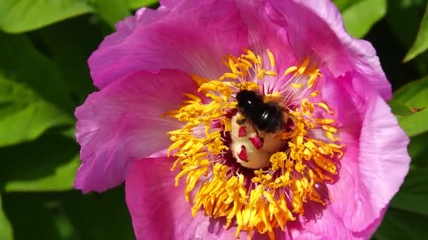 Bumblebee Collects Nectar Peony Leaves Slow Motion — Stock Video