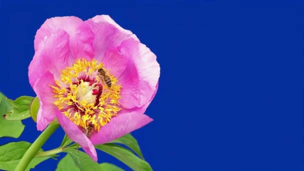 Abejas Recogen Néctar Una Flor Peonía Cámara Lenta Pantalla Azul — Vídeos de Stock