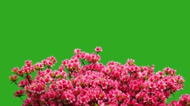 Arkaplan yeşil ekranında rhododendron obtusum