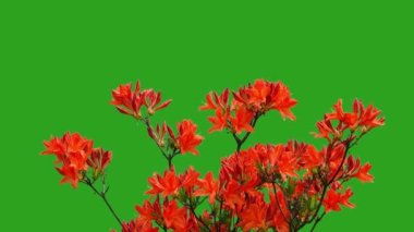 Arkaplan yeşil ekranında rhododendron