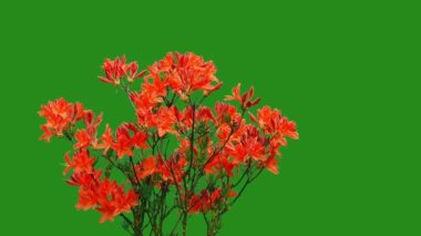 Arkaplan yeşil ekranında rhododendron