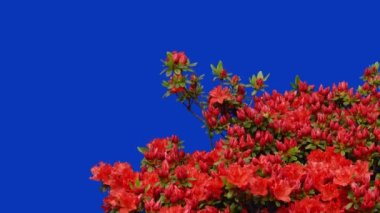 Arkaplan yeşil ekranında rhododendron obtusum