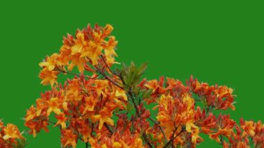 Arkaplan yeşil ekranında rhododendron