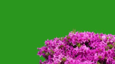 Arkaplan yeşil ekranında rhododendron obtusum