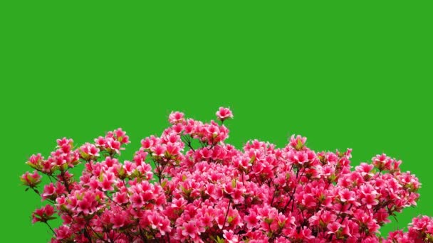 Rhododendron Obtusum Auf Grünem Hintergrund — Stockvideo