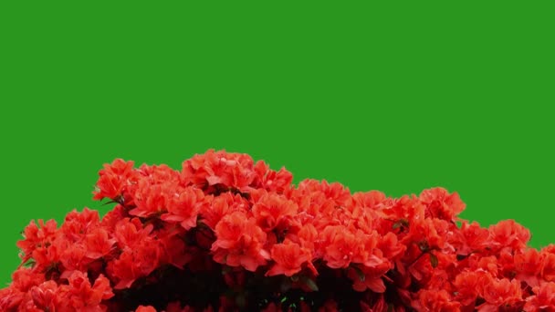 Rhododendron Obtusum Uma Tela Verde Fundo — Vídeo de Stock