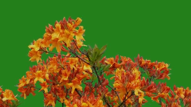 Rhododendron Pada Layar Hijau Latar Belakang — Stok Video