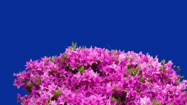 Rhododendron Obtusum Fundo Tela Azul — Vídeo de Stock