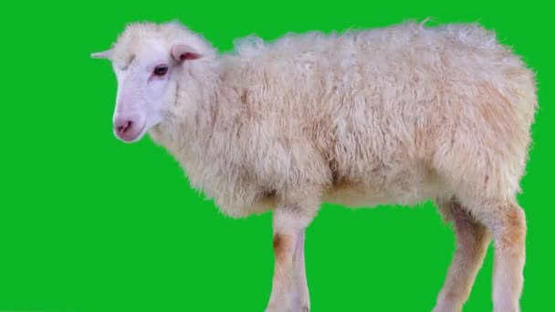 Λευκό Πρόβατο Γονατίζει Και Ψάχνει Διαφορετικές Κατευθύνσεις Στην Πράσινη Οθόνη — Αρχείο Βίντεο