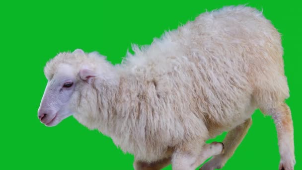 白い羊が前の脚にひざまずいて緑の画面で異なる方向を見ています — ストック動画