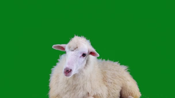 Bílá Ovce Zblízka Podívá Kamery Otočí Hlavu Ovce Zelené Obrazovce — Stock video